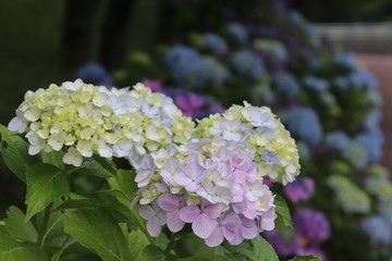紫陽花の咲く頃