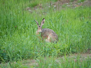 European hare Lepus europaeus, also known as the brown hare sitting in a grass meadow and eating grass leaves. Selective focus, copy space for text.