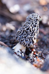 Fototapeta premium champignon morille