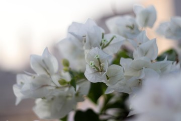 Beautiful white bougainvillea flowers in garden, nature background