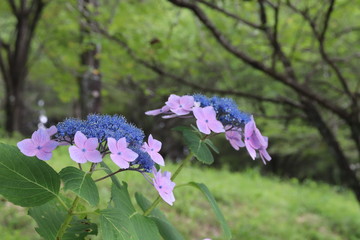 紫陽花の咲く頃