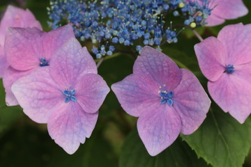 紫陽花の咲く頃