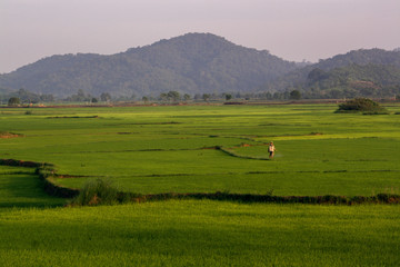 Fototapeta na wymiar Vietnamese worker handles emerald green rice fields at dawn. Rice fields go beyond the horizon.