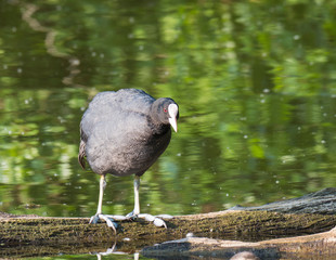 Close up portrait of Eurasian coot Fulica atra, also known as the common coot standing on tree log in water of green pond, selective focus, copy space