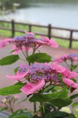 紫陽花の咲く頃