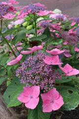 紫陽花の咲く頃