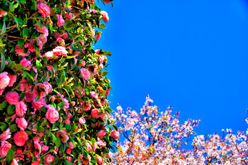 Obraz na płótnie Canvas Camellia and cherry blossom in Yokosuka, Japan.