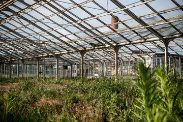 Fototapeta premium abandoned greenhouse with plants