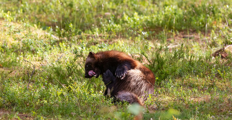 Wolverine 