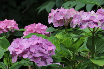 紫陽花の咲く頃