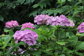 紫陽花の咲く頃