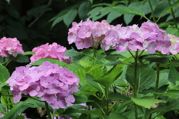 紫陽花の咲く頃