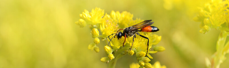 Insekten 1 © K.-U. Häßler
