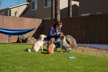 Three well behaved dogs doing tricks and waiting for treats. Chiweenie is shaking while the Australian Shepherd and Basenji Mix wait. Wide angle.