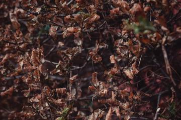 photo of autumn foliage and branches with fading leaves