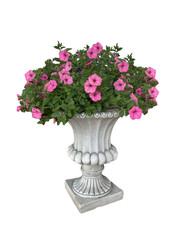 Pink flowers in pot. Bright pink flowers in a gray stone pot on a white background.