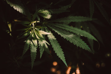 the photo shows germinated shrubs of hemp, whose fruits and plants are used in medicine