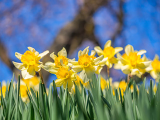 Fototapeta premium Closeup of yellow daffodil flower with blurry blue sky background in the park or garden.