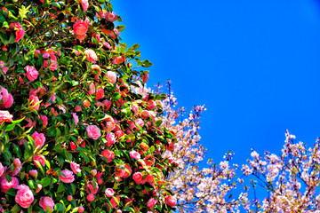 Camellia and cherry blossom in Yokosuka, Japan.