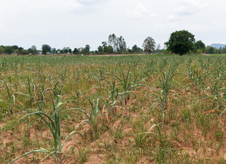 Fototapeta premium maize is dried died because of the drought.