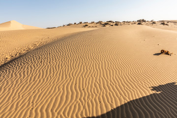 thar desert landscape, view of thar zone, in the rajasthan