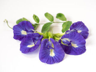 Butterfly pea or blue pea on white background. Butterfly pea is a herbals, used for many purposes such as flowers boiling in water and drink for quench thirst.