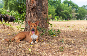 Thai brown dog sitting under the tree