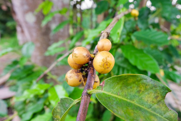 Obraz premium Coffee cherries or coffee bean ripening on tree