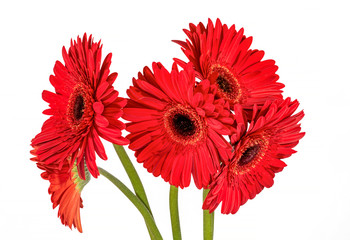 Red gerbera daisies