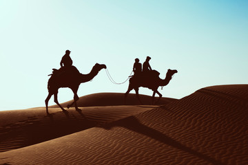 silhouette dromedary in the thar desert