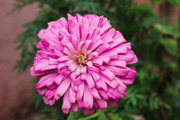Fototapeta premium Dalia Flower with petal
