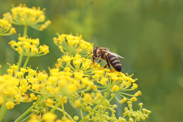 honey bee on fennel blossom