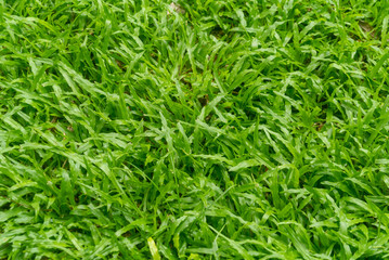 background of green grass