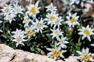 eranthis hyemalis or winter aconite, unusual garden variety Winter Snow Cup with white fluffy flowers