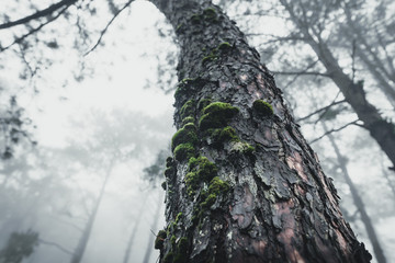 Forest Rain and fog in the forest