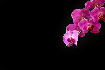 Naklejka na ściany i meble Isolated orchid. Pink orchid