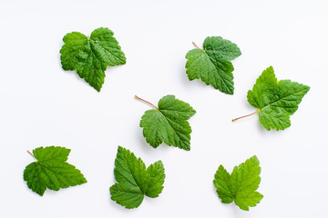 Creative layout with blackcurrant leaves isolated on white backround
