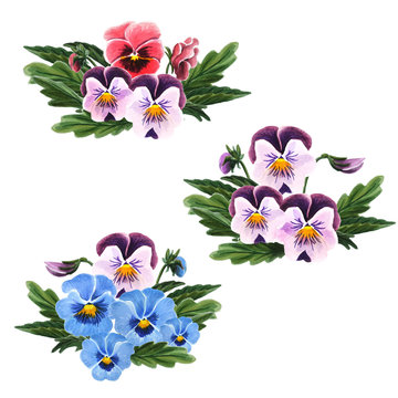 Set of pansies bouquet isolated on a white background. Hand drawn watercolor botanical illustration.