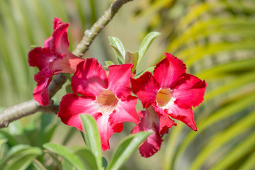 Obraz na płótnie Canvas Azalea, bright red flowers