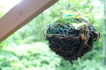 木製フェンスに吊るされた苔玉　moss ball