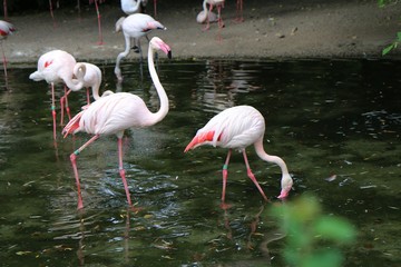 flamingo, zoo, praha, bird, pink, animal, nature, water, birds, wildlife, beak, lake, white, tropical, exotic, feather, beautiful, wild, neck, feathers, animals, pond, 