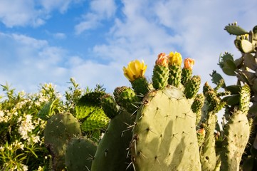 Yellow Prickly Pear Cacti Blossoms