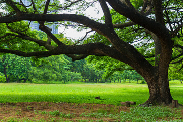 Nature view from a big rain tree on meadow with nature background.