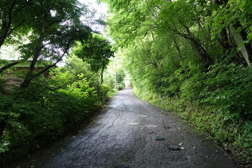 Fototapeta na wymiar 森の中へと続く道（長野 軽井沢）road in forestroad in forest