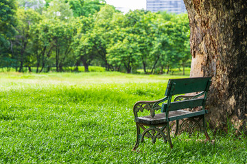 Beautiful nature in the park with bench under the tree.