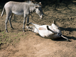 Fototapeta na wymiar zebras having fun