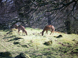 deer in the forest