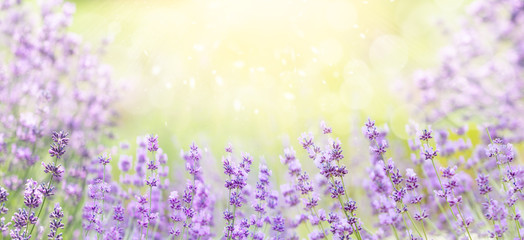 Wide field of lavender in summer morning, panorama blur background. Spring or summer lavender background. Shallow depth of field. Selective focus on lavender flowers lit by sunlight