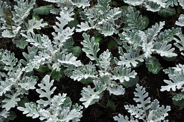 Gray green leaves of cineraria in macro. Exotic dusty miller plant close-up. Natural background of...