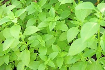 Fototapeta na wymiar Ocimum, basil. Basil grown in the garden